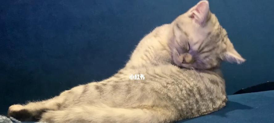 猫咪的健康与睡眠（探讨猫咪生病原因及有效预防方法/揭秘猫咪睡觉的奇妙习性）