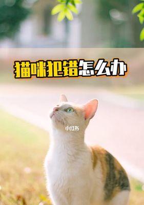 猫咪调皮闹人怎么办（让宠物变乖的小技巧与建议）