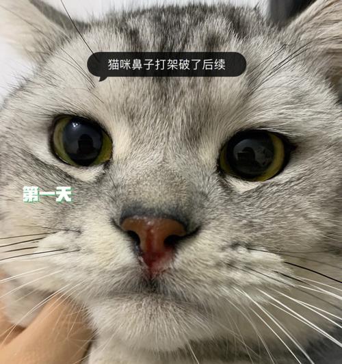 宠物猫舔到消炎药会有什么后果（了解宠物用药注意事项）