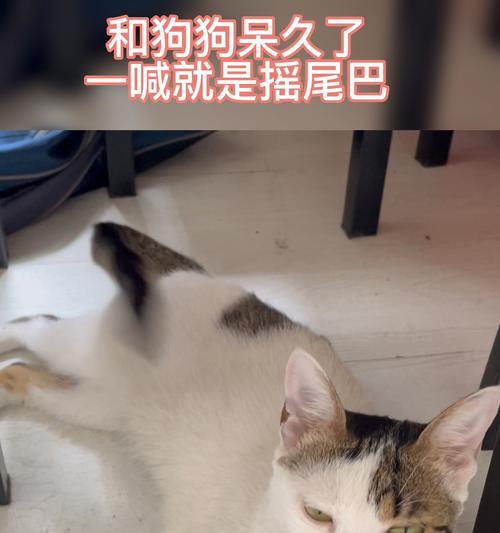 猫咪的摇尾巴和舔我手的奥秘（探讨宠物猫咪的行为和表达方式）