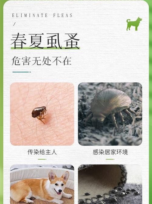 如何正确使用猫咪跳蚤药（宠物饲主必知的防治跳蚤知识）