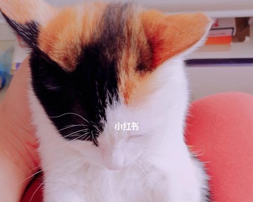 宠物猫咪吐了不爱动怎么办（探讨猫咪吐的原因与治疗方法）