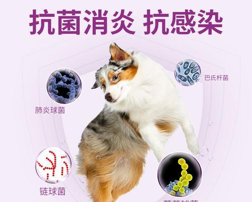 如何给猫咪正确使用消炎药（宠物养护必备）