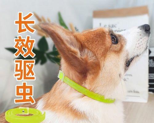 狗被蚊子咬怎么办（宠物犬常见蚊虫叮咬后果和应对方法）