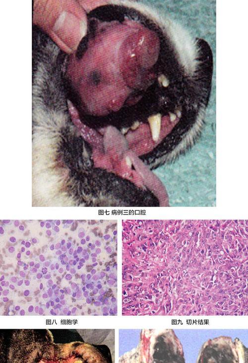 狗腹腔肿瘤的治疗方法和预防措施（了解狗腹腔肿瘤）