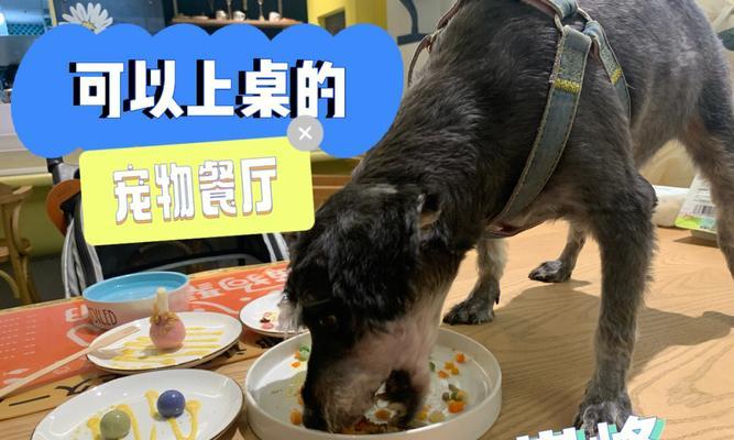 狗狗不吃饭一直叫怎么办（宠物爱犬的食欲问题）