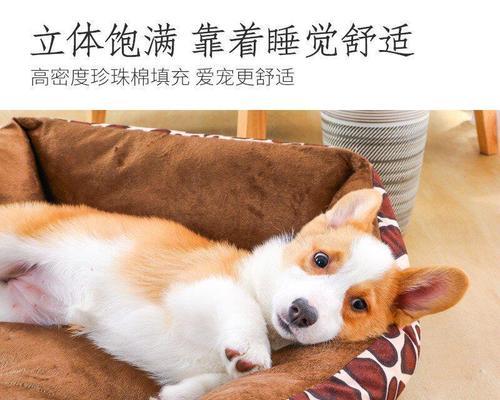 爱宠犬犬不适（以狗狗吃凉了怎么办为例）