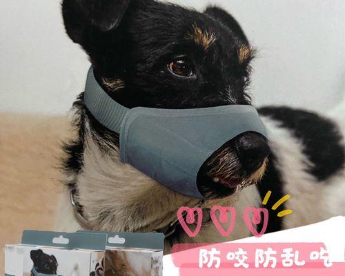 爱宠犬犬不适（以狗狗吃凉了怎么办为例）