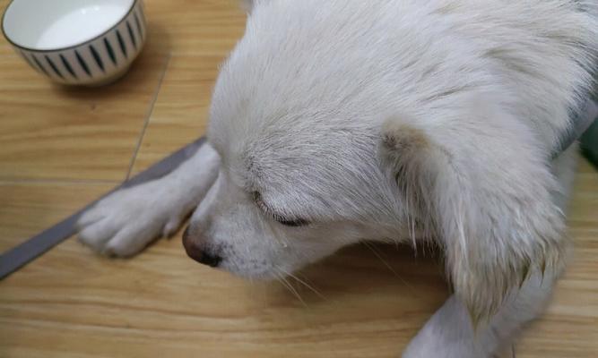 狗狗不流泪的秘密（探索宠物狗狗不流泪的原因及饮食小妙招）