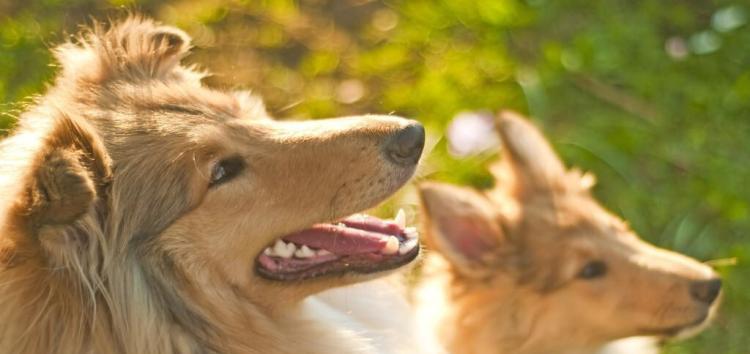 宠物狗狗如何防难产（15种科学饮食助你的爱犬度过难产期）