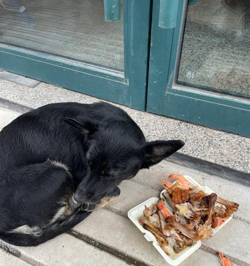 狗狗地上什么都吃（宠物的食物习惯）