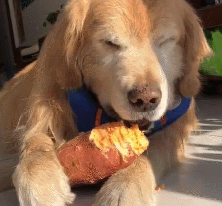 冬天狗狗的饮食注意事项（宠物犬冬季饮食需知）