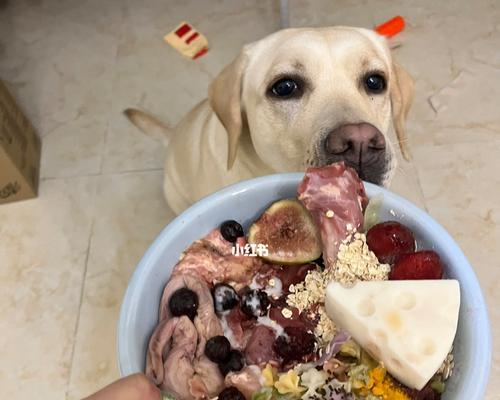 冬天狗狗的饮食注意事项（宠物犬冬季饮食需知）