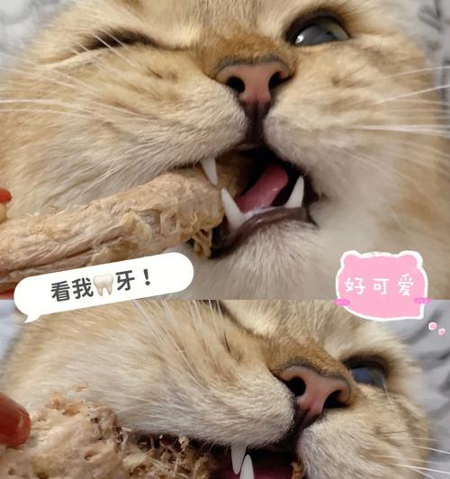 宠物猫误吞齿牙，该如何应对（猫咪的口腔健康问题及处理方法）