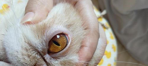 猫咪眼睛反复流脓（如何有效治疗猫咪的眼部感染）