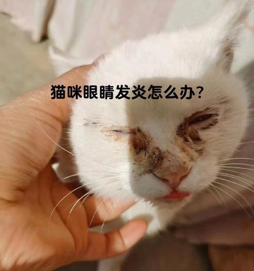 如何预防和治疗猫咪眼睛感染（以宠物为主）