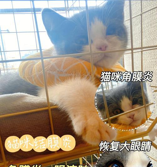 猫咪眼膜炎怎么治（宠物爱护必备）