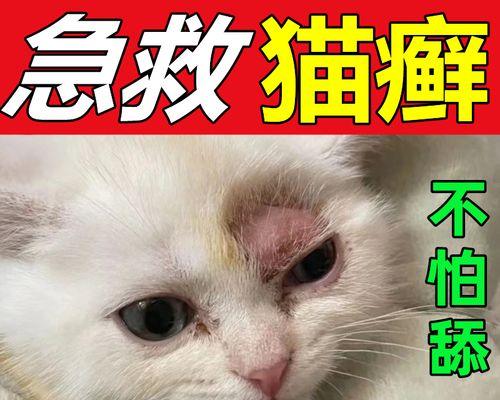 揭秘猫咪痒的原因和解决方法（宠物主人必知的猫咪痒症状和治疗技巧）