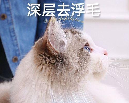 宠物猫咪为何需要经常梳毛（科学解析猫咪毛发护理的必要性）