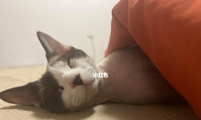 猫咪为什么总是睡觉（探秘猫咪睡觉的原因及习惯）