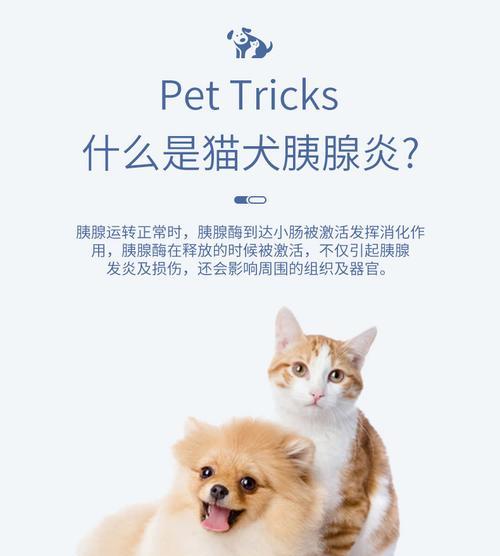 猫咪胰腺炎的传染性及预防方法（宠物主人必看）