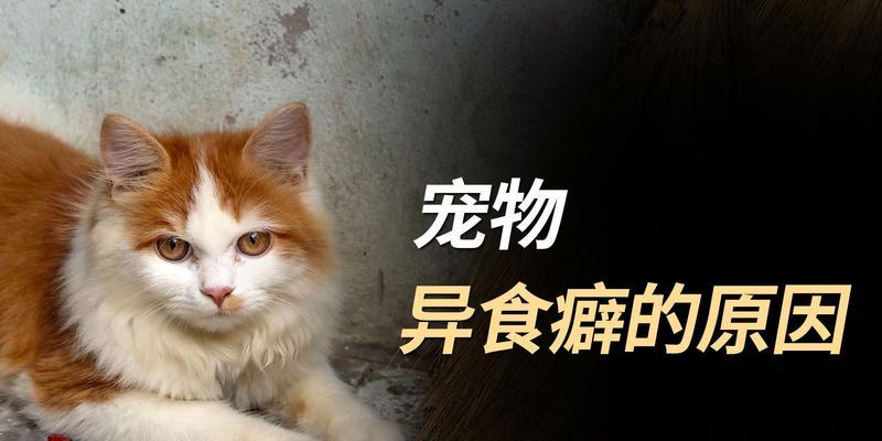 宠物猫咪的异食癖治疗方法（探究为何猫咪会产生异食癖）