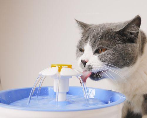 如何选择适合宠物的猫咪饮水器（从宠物需求出发）