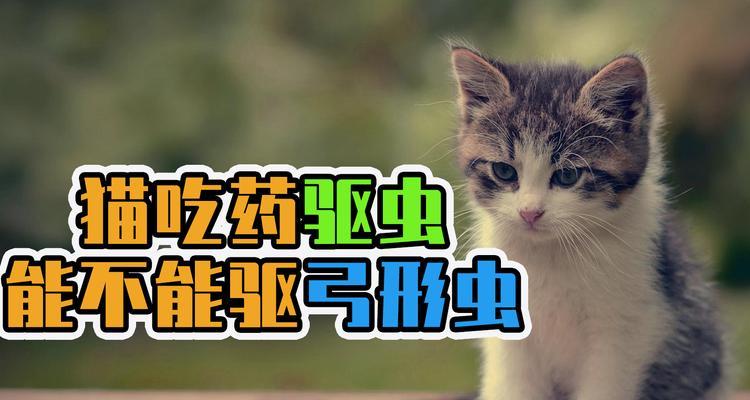 猫咪打弓形虫，如何预防和治疗（宠物猫咪也有打弓形虫的风险）