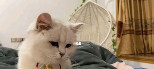 为什么猫咪会突然失明（探讨宠物猫咪失明的原因和预防方法）