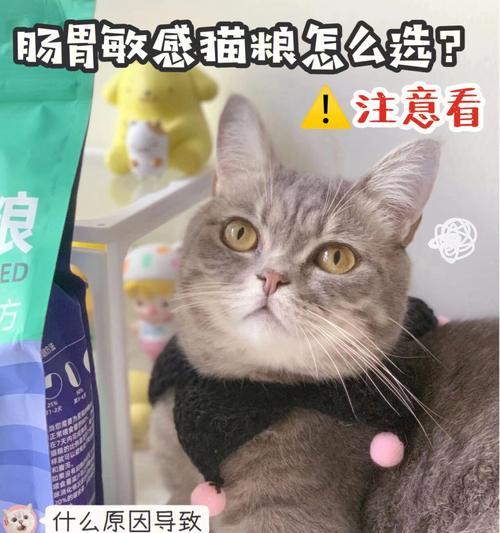 如何调理宠物猫咪的肠胃（通过饮食）