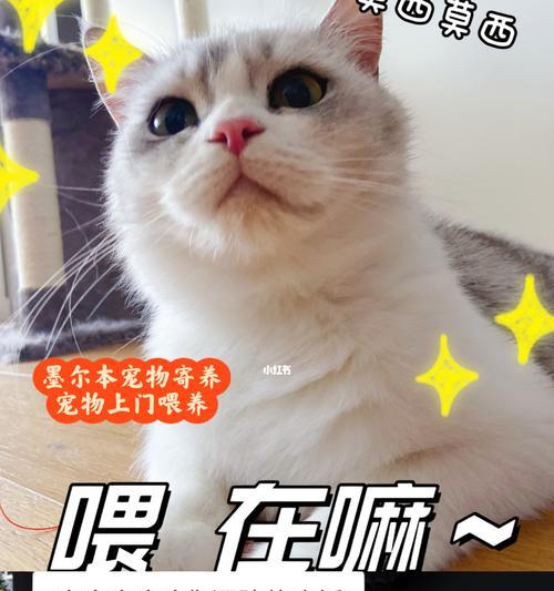 让猫咪健康成长，喂养要点全解析！