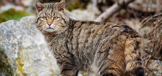 摸野猫有何风险（如何避免感染疾病）