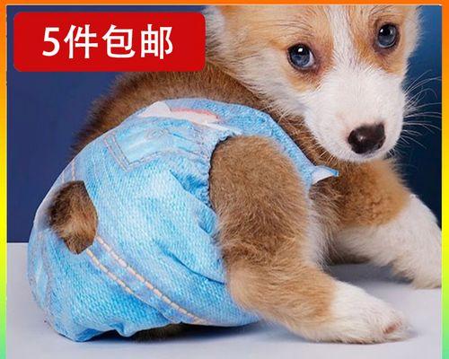 宠物狗避孕问题解决方法（母狗避孕需谨慎）