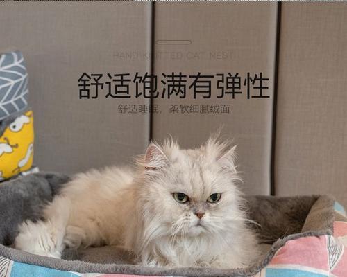 如何治疗猫的移窝问题（宠物猫的舒适生活需要注意的细节）