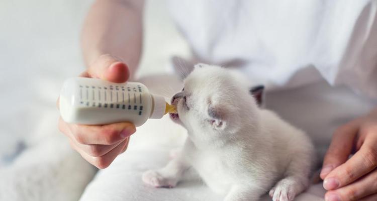 母猫不帮小猫排便的原因分析（探究宠物母猫为何不为幼崽排便的原因）