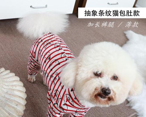 母犬绝育的注意事项（以宠物为主）