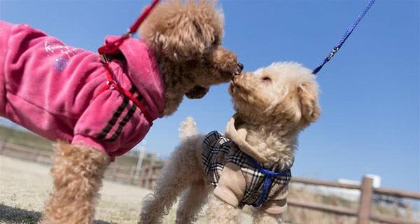 母犬绝育的注意事项（以宠物为主）