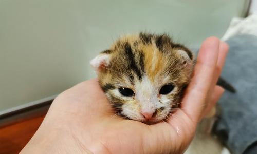 宠物奶猫的饮食需求（探究奶猫每次应该喝多少奶）