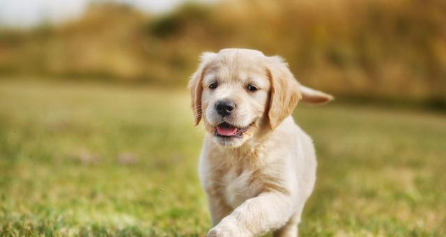 探究男生心目中最爱的宠物犬（探究男生心目中最爱的宠物犬）