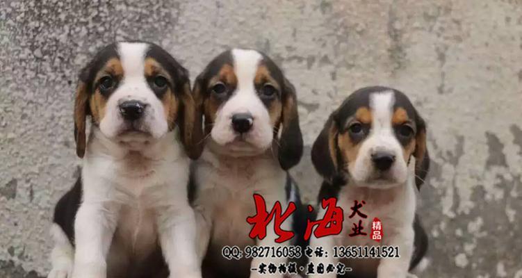 探秘内蒙古盛产的犬类（以宠物为主的犬种特征与饲养方法）