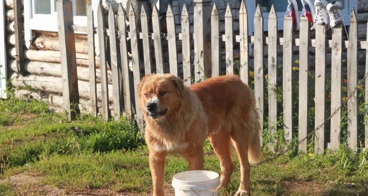 探秘内蒙古盛产的犬类（以宠物为主的犬种特征与饲养方法）