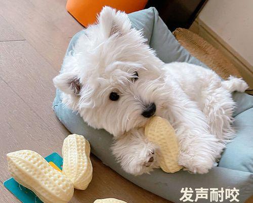 喂狗狗牛奶对犬只健康的影响（正确喂养方式）