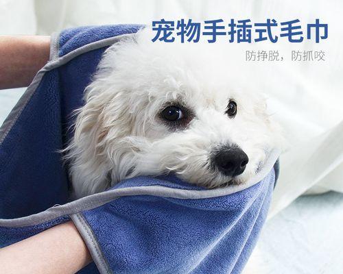 「以披毛巾的猫」是什么品种（探讨这一神秘猫咪的品种特征和历史背景）