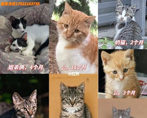 青岛市“救猫热线”为流浪小猫带来新希望（以爱之名——宠物领域中的一次力量感人的行动）