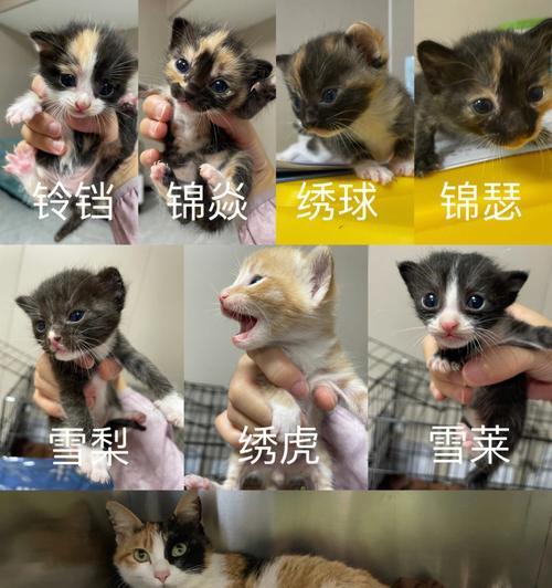 青岛市“救猫热线”为流浪小猫带来新希望（以爱之名——宠物领域中的一次力量感人的行动）