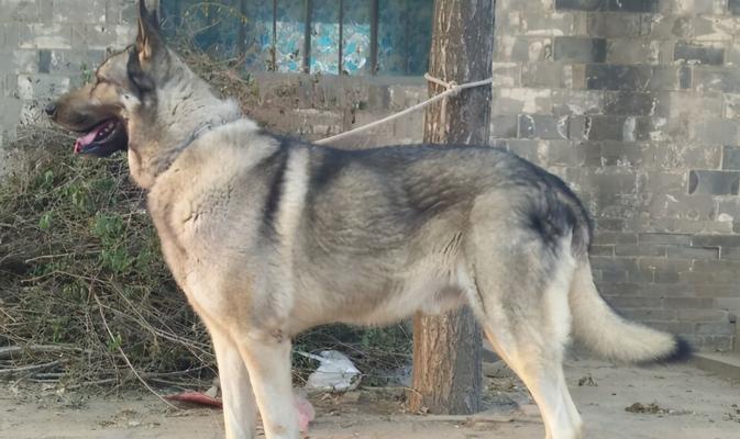 青狼犬价格及购买指南（探秘青狼犬市场）