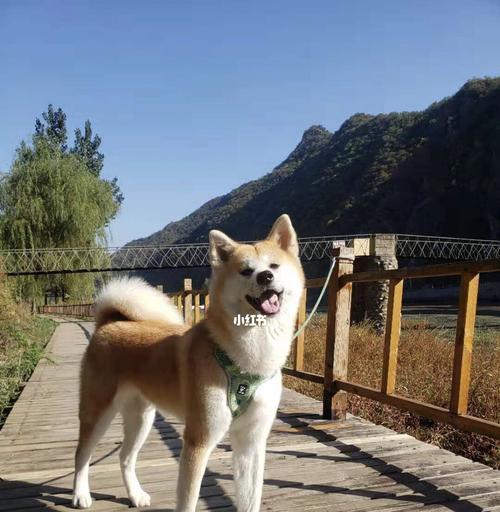 了解秋田犬的性格特点（一只优秀的宠物需要具备什么样的个性特点）