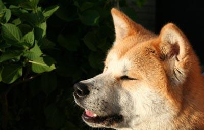 为什么秋田犬不吃（探究秋田犬的饮食特点与习惯）