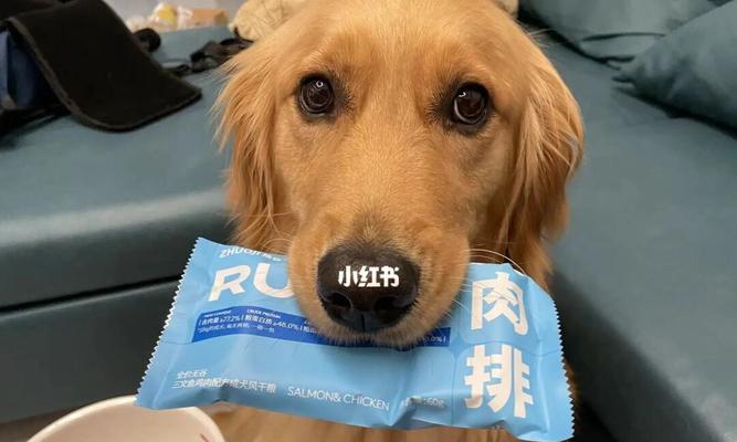 宠物犬误食巧克力的治疗方法（以犬吃巧克力怎么治为例）