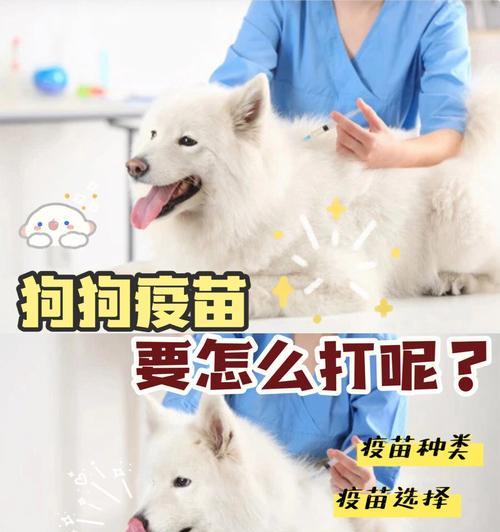 犬三联疫苗的价格与保护你的爱犬健康（以宠物为主）